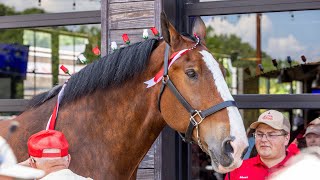 Clydesdale in Trussville 4K [upl. by Anegal756]