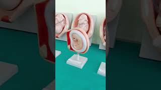 Foetus cycle biology bsc nursing nursing youtubeshorts youtube snehtiwari [upl. by Perlman]