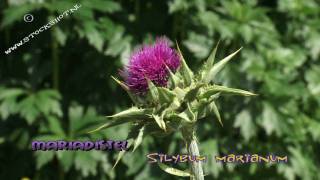 Mariadistel  Silybum marianum [upl. by Dunston108]