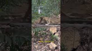 Warthog accidentally fell into the water Animal World Fantastic Beasts Here Animal World Warthog [upl. by Anaer]