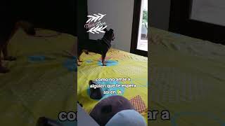 reel pets mascotas perros humor elenabr perro tiktok cachorro doggy dog shorts youtuber [upl. by Bessy]