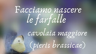 Facciamo nascere le farfalle cavolaia maggiore pieris brassicae  Smart Bugs [upl. by Harvison]