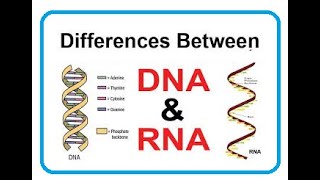 Key Features of DNA and RNA  2024 [upl. by Nerraj674]