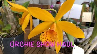 ORCHID SHOW HAUL Australian Dendrobiums Cattleyas and more [upl. by Balcke]