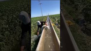 Amazing Irrigation Technique 😱 [upl. by Aciraa]