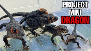 Project Mini Dragon UPDATE All of my RedEyed Crocodile Skinks [upl. by Lerrej]