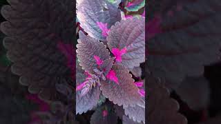 How to care coleus  Printed nettle  plant in all season at home  Informative video WAGardner [upl. by Frannie295]