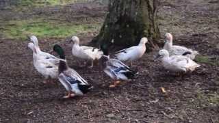 Welsh Harlequin Ducks [upl. by Ahsitra]