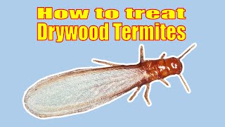 How to Treat a Drywood Termite Infestation Yourself A MUST see if you have Drywood termites [upl. by Starkey]