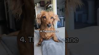 Longhaired dachshund ears can flip so many ways [upl. by Butcher]