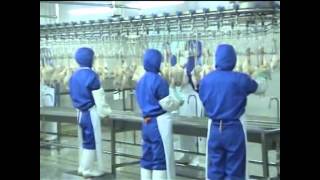 Poultry processing line working [upl. by Packer]