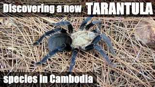 MIDNIGHT BLUE TARANTULA Cambodia [upl. by Oakman372]