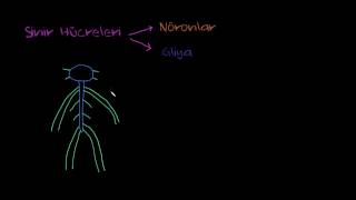 Sinir Hücrelerinin Çeşitleri Sağlık ve Tıp Sinir Sistemi Fizyolojisi [upl. by Saundra]