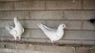 PALOMAS BLANCAS PARA EVENTOS [upl. by Drhcir]