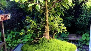 Ficus bonsai Major root surgery July 2014 [upl. by Nosyk340]