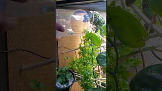 New family member Lucifer Phather chameleon day1 feeding hornworm [upl. by Aiet]