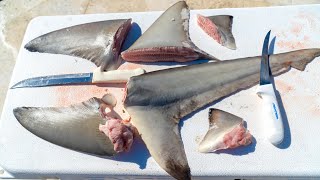 REAL SHARK FIN Soup From Scratch Clean and Cook Blacktip Shark [upl. by Dorraj]