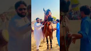 Punjabi cultur horse dance Punjab vellag life punjabvillage [upl. by Olive482]