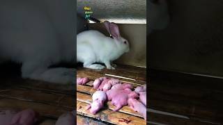 New baby rabbit giving birth animals rabbit pets shorts [upl. by Ahsauqal]