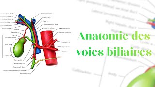 Anatomie des voies biliaires [upl. by Nuriel]