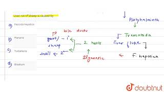 Liver rot of sheep is caused by [upl. by Ynnob]