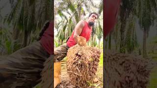 Palm plantation work in Malaysiaviralshortpalmtreesmalaysiaplantationpalmgardenfarming [upl. by Ricker]