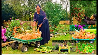 ഈ വർഷത്തെ അവസാന വിളവെടുപ്പ് ഞാൻ ഇത്രക്ക് വിചാരിച്ചില്ല വണ്ടി നിറച്ചു ഇനി കച്ചവടത്തിന് പോവണം 😃VLOG [upl. by Zohar]