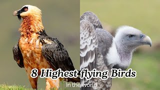 Top 8 Highest flying birds 🦅 Nature’s record breakers soaring above the skies 🌌 [upl. by Carrnan]