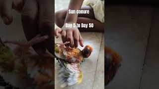 Sun conure Day 5 to Day 50 short reels [upl. by Rebmyt]