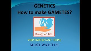 Biology on Tips Genetics Lecture 3 How to make Gametes [upl. by Aidyl964]