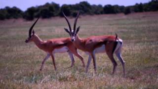 Gazelle Facts  Facts About Gazelles [upl. by Relluf]