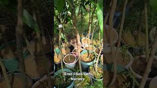 howtoeranjibonsathinursery how to r2e2 mango plants online home delivery available [upl. by Noelyn]