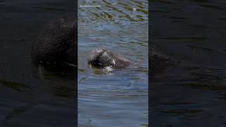 This Park Is Known For Manatees [upl. by Kentiggerma]