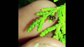 Pharoscymnus horni a ladybird beetle  Beneficial insect [upl. by Theo860]