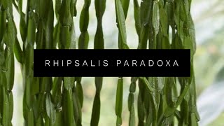 RHIPSALIS PARADOXA [upl. by Sehguh775]