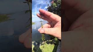 Invasive Aquatic Plant ID hydrilla [upl. by Boarer]