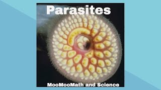 ParasitesSymbiotic Relationships [upl. by Helse699]