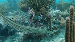 The Atlantic Trumpetfish [upl. by Eicaj]