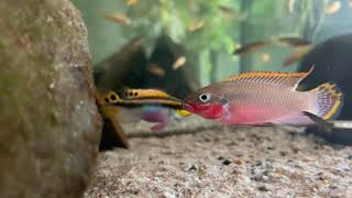 Pelvicachromis taeniatus “Nigeria Redquot [upl. by Lemuela]