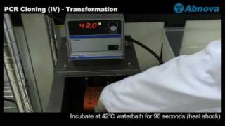 PCR Cloning IV  Transformation [upl. by Leupold]