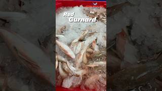 Processing Red Gurnard🐡 foryou neerlandia urk gurnard redgurnard filleting [upl. by Emerej]