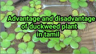 Advantage and disadvantage of duckweed plant in tamil Nikil aquarium [upl. by Moulden]