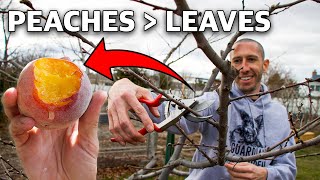 How to Prune a Peach Tree in 4 Simple Steps [upl. by Bjork]