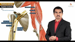 Radial nerve Anatomy USMLE Origin Course innervation Saturday night palsy Wartenberg’s syndrome [upl. by Maidy209]