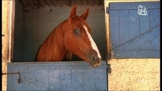 Territoire au Haras de Font Divie  Marguerittes Partie 1 [upl. by Stoeber]