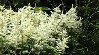 Astilbe arendsii Weisse Gloria [upl. by Etireuqram]