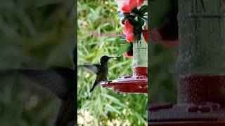 Rare Footage of Hummingbirds in Action [upl. by Eednac]