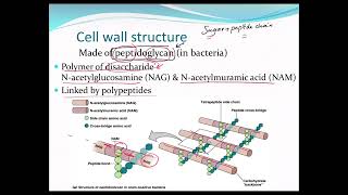 Bacterial cell structurecell wallglycocalyxendosporesflagellaplasma membrane microbiolog [upl. by Dorina]