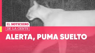 BUSCAN UN PUMA SUELTO EN CANNING [upl. by Ahsiniuq15]