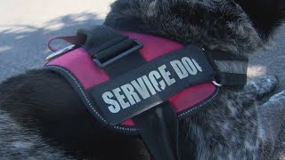 Veteran service dog kicked off city bus [upl. by Annalla]